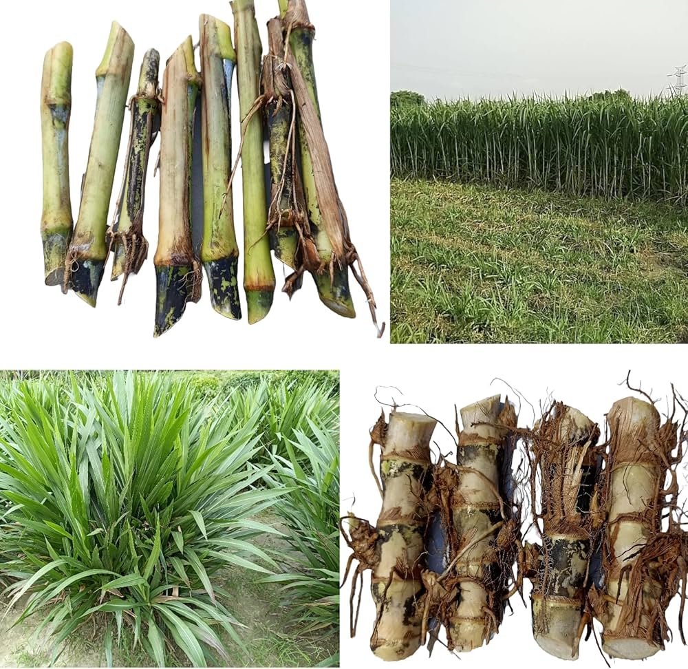 Napier_Grass_sprouted_Cuttings_6a871205-c1a6-44e6-aba2-be321c03b94c