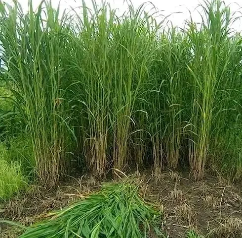 Super-Napier-Grass_Hybrid-Grass_Australian-Red-Napier-Grass_Elephant-Grass-Seeds-SRI-SAI-FORESTRY-4545518